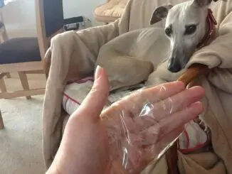 Cómo quitar pelos de mascota de la ropa