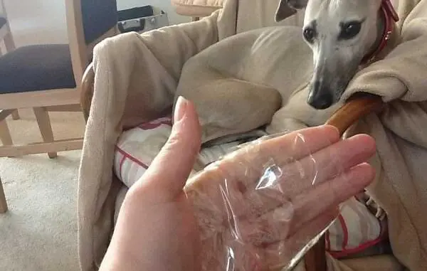 Cómo quitar pelos de mascota de la ropa